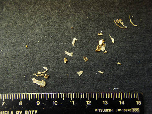 f:id:Naturalhistory:20110315154320j:image