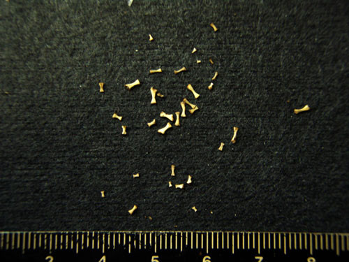 f:id:Naturalhistory:20110315154349j:image