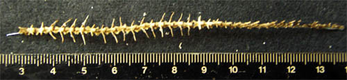 f:id:Naturalhistory:20110315154741j:image
