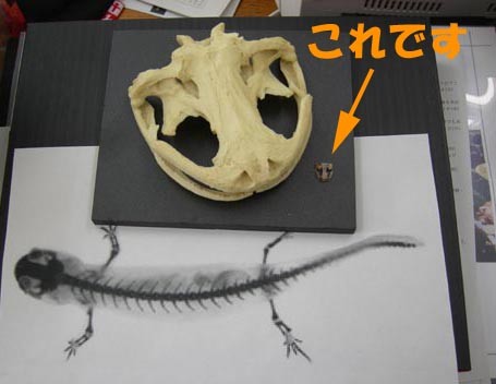 f:id:Naturalhistory:20110317133626j:image