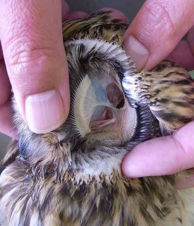 f:id:Naturalhistory:20110319120832j:image