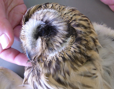 f:id:Naturalhistory:20110319120852j:image