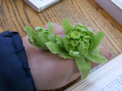 f:id:Naturalhistory:20110319160833j:image