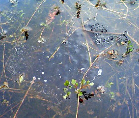 f:id:Naturalhistory:20110322155300j:image