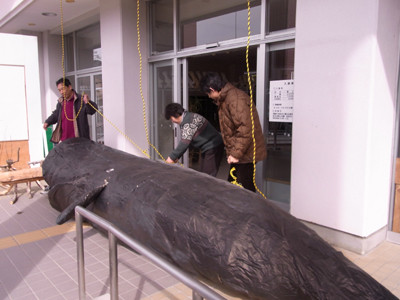 f:id:Naturalhistory:20110324091054j:image