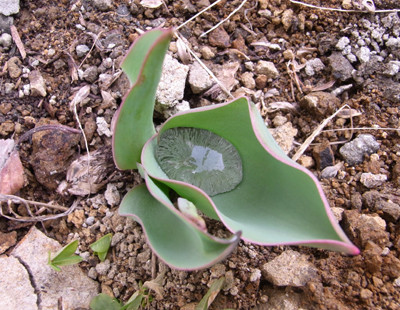 f:id:Naturalhistory:20110324092614j:image