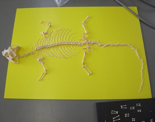 f:id:Naturalhistory:20110325130731j:image f:id:Naturalhistory:20110325130731j:image