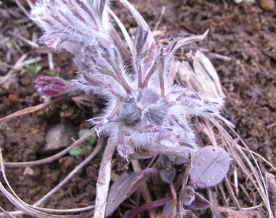 f:id:Naturalhistory:20110331154352j:image