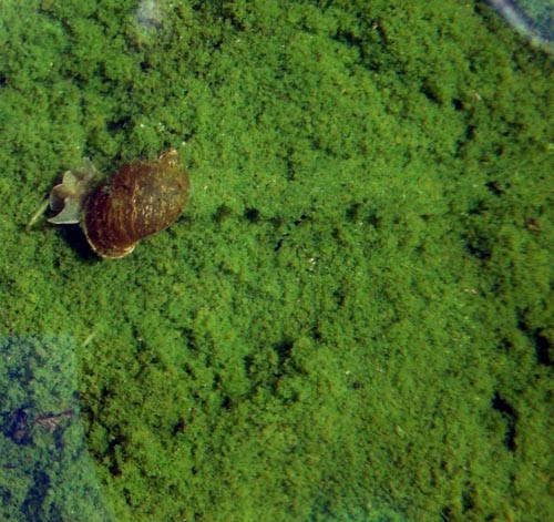 f:id:Naturalhistory:20110401125654j:image