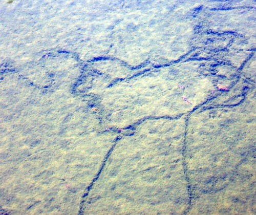f:id:Naturalhistory:20110401125742j:image