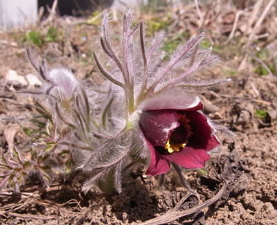 f:id:Naturalhistory:20110406130631j:image