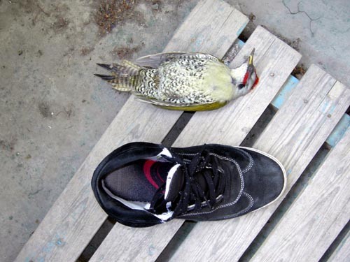 f:id:Naturalhistory:20110407110819j:image