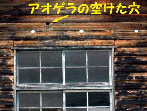 f:id:Naturalhistory:20110407110935j:image