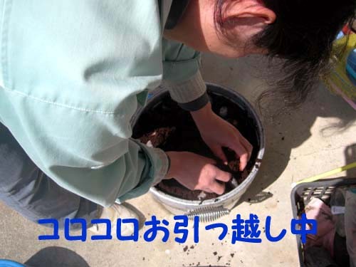 f:id:Naturalhistory:20110415103749j:image