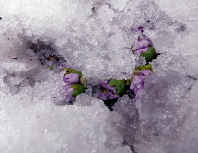 f:id:Naturalhistory:20110416110753j:image f:id:Naturalhistory:20110416110753j:image