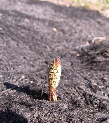 f:id:Naturalhistory:20110416154927j:image f:id:Naturalhistory:20110416154927j:image