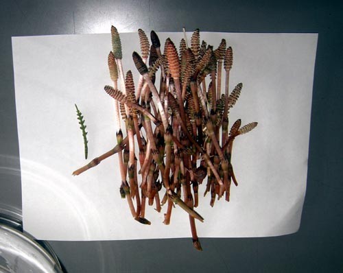 f:id:Naturalhistory:20110420161028j:image