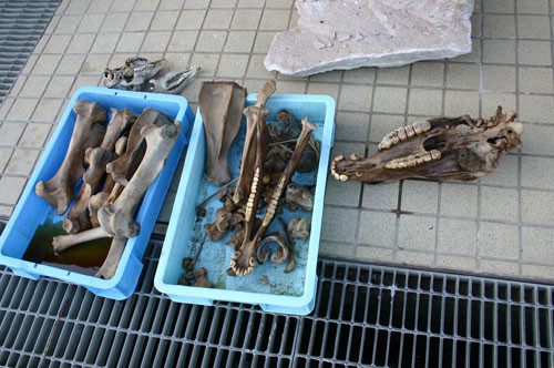 f:id:Naturalhistory:20110505180159j:image