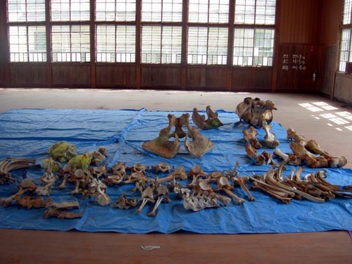 f:id:Naturalhistory:20110507135042j:image