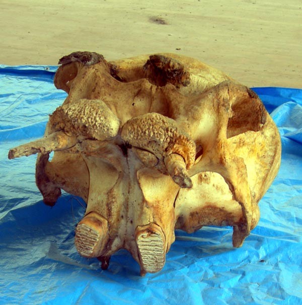 f:id:Naturalhistory:20110507135108j:image