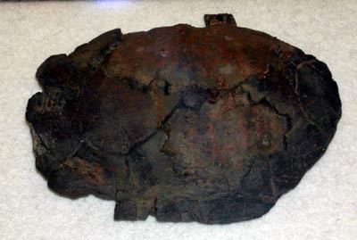 f:id:Naturalhistory:20110529171818j:image