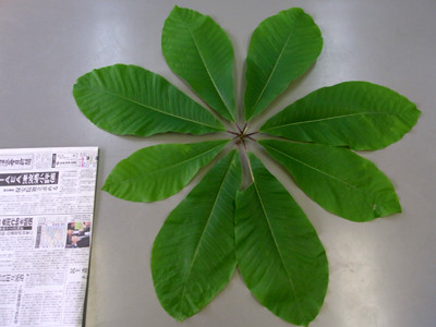 f:id:Naturalhistory:20110601101920j:image