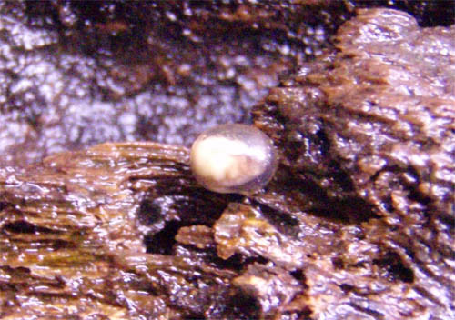 f:id:Naturalhistory:20110602091623j:image