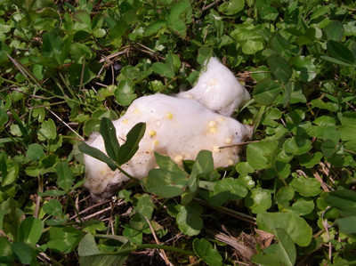 f:id:Naturalhistory:20110603102555j:image