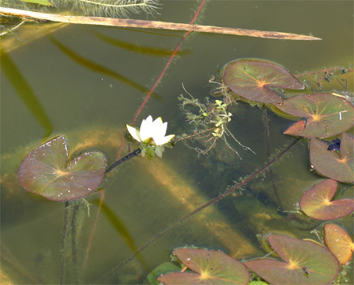 f:id:Naturalhistory:20110603165449j:image