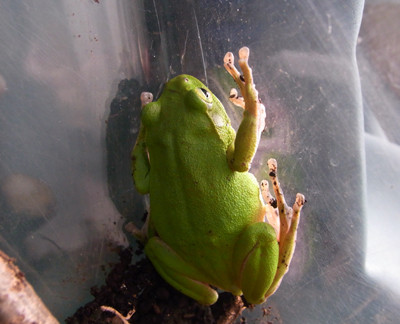 f:id:Naturalhistory:20110607165246j:image