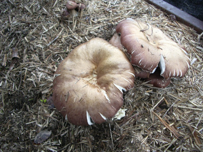 f:id:Naturalhistory:20110614073724j:image