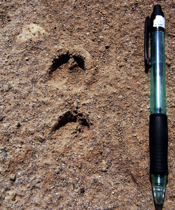 f:id:Naturalhistory:20110615095222j:image
