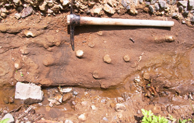 f:id:Naturalhistory:20110615102441j:image