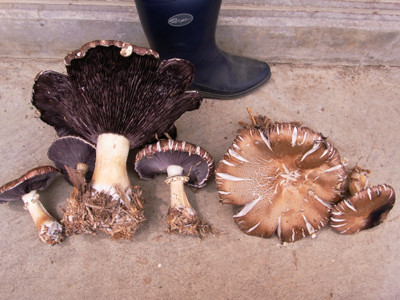 f:id:Naturalhistory:20110616133755j:image
