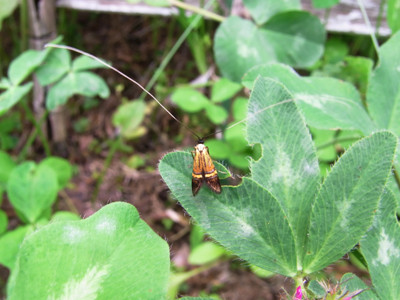 f:id:Naturalhistory:20110616144512j:image