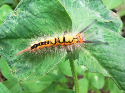 f:id:Naturalhistory:20110616144543j:image
