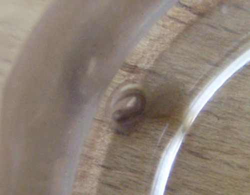 f:id:Naturalhistory:20110616174147j:image