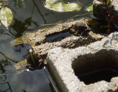 f:id:Naturalhistory:20110617134320j:image