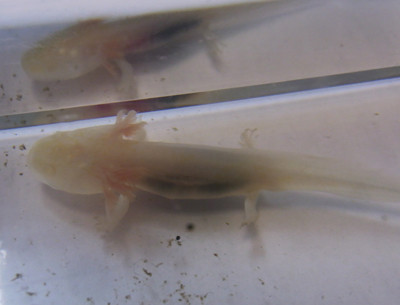 f:id:Naturalhistory:20110618172735j:image