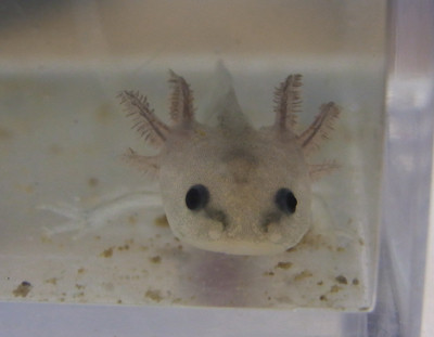 f:id:Naturalhistory:20110618172805j:image