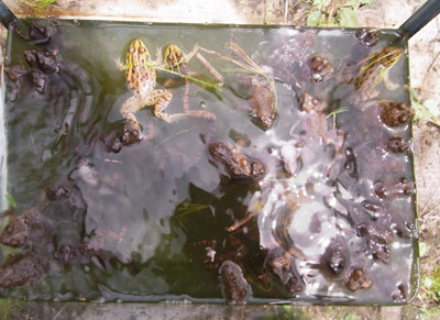 f:id:Naturalhistory:20110619120241j:image