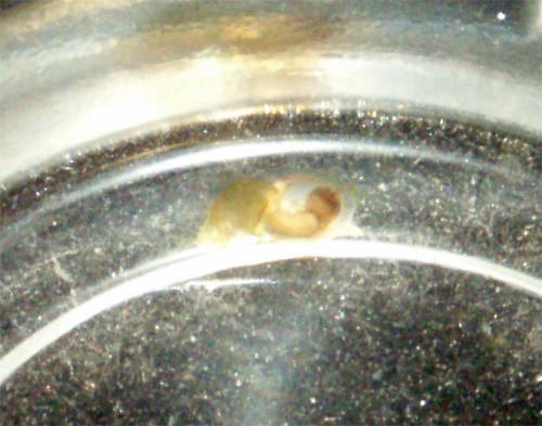 f:id:Naturalhistory:20110622170156j:image