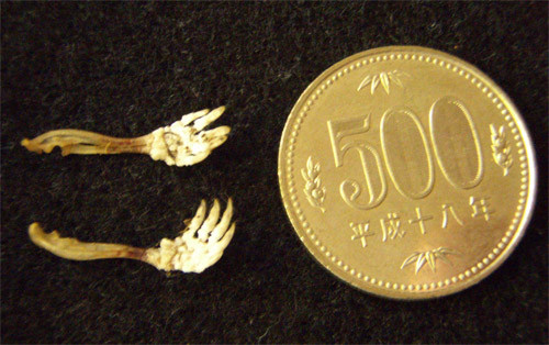 f:id:Naturalhistory:20110624172629j:image