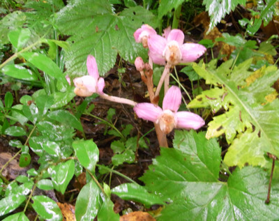 f:id:Naturalhistory:20110625110313j:image