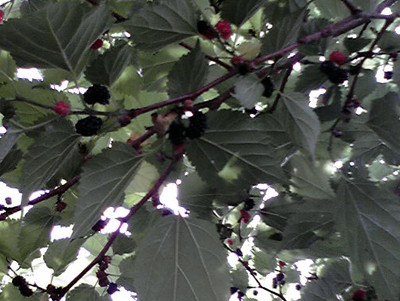 f:id:Naturalhistory:20110701140500j:image