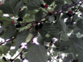 20110701140500