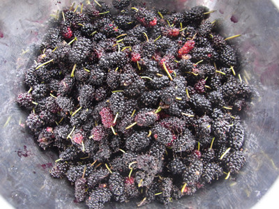 f:id:Naturalhistory:20110701144341j:image