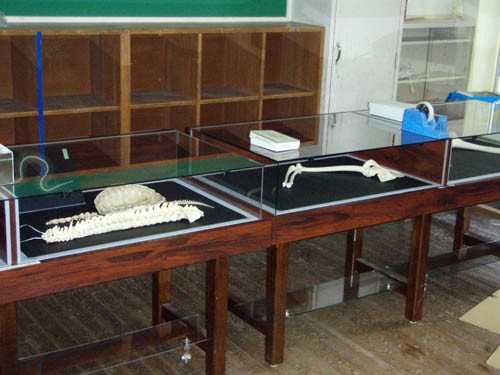 f:id:Naturalhistory:20110702163920j:image