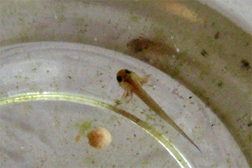 f:id:Naturalhistory:20110702165044j:image