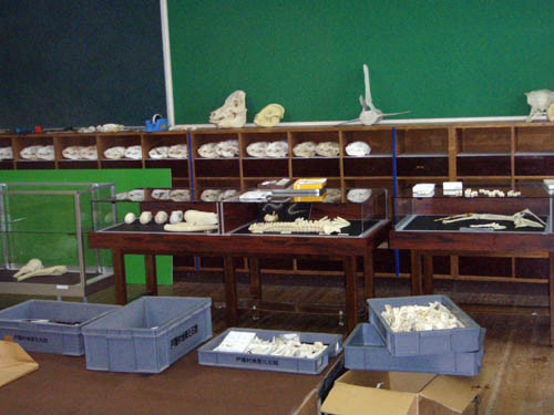 f:id:Naturalhistory:20110703161846j:image